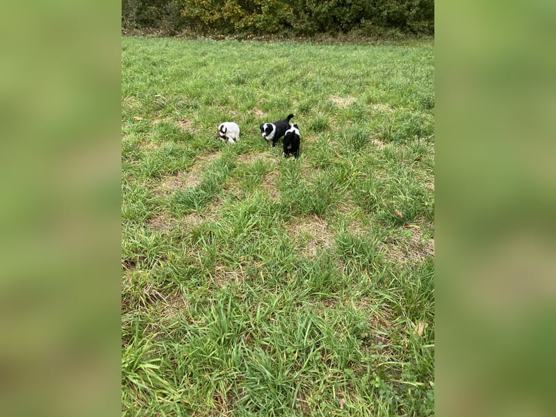 Mini Aussie - Miniature American Shepherd