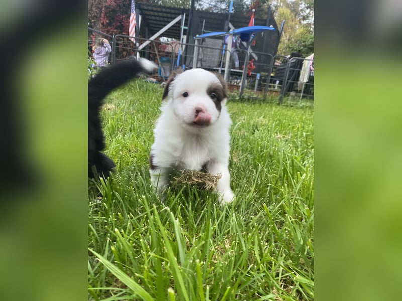 Mini Aussie - Miniature American Shepherd