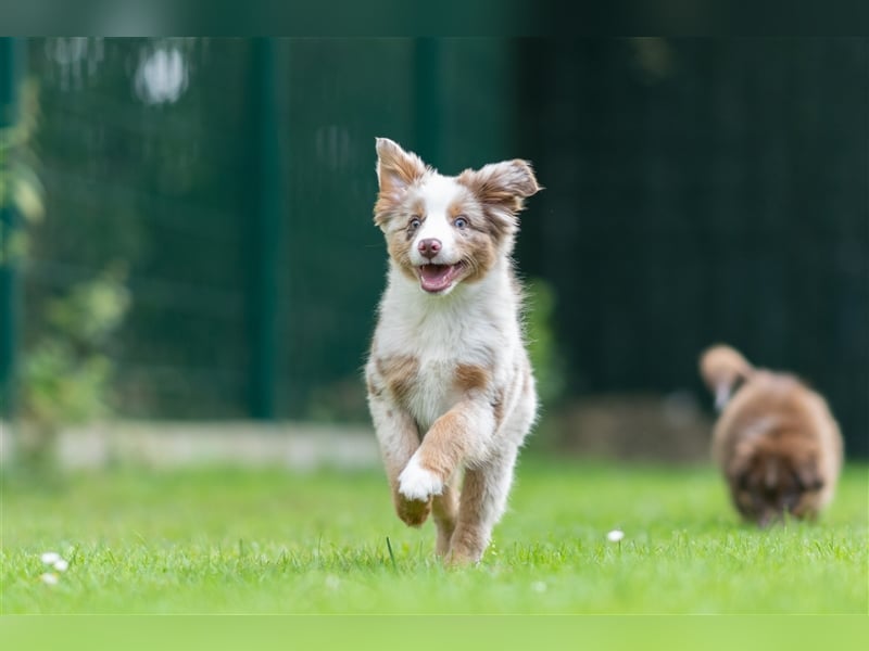 Mini Aussie & Toy Aussie Welpen (Miniature American Shepherd) tolle Familien und Sporthunde