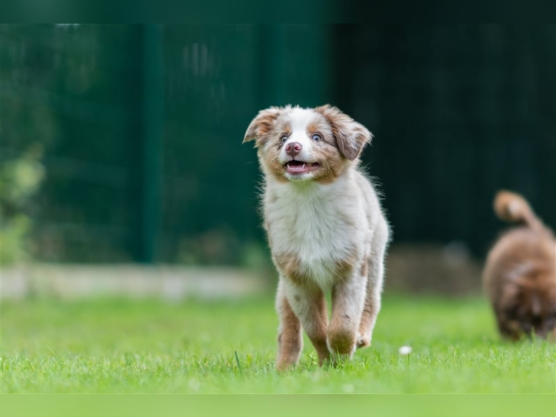 Mini Aussie & Toy Aussie Welpen (Miniature American Shepherd) tolle Familien und Sporthunde