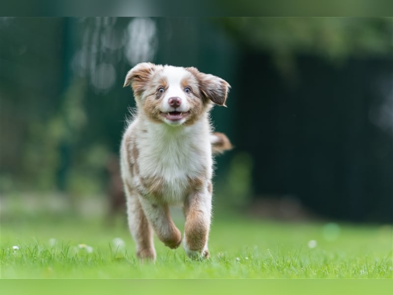 Mini Aussie & Toy Aussie Welpen (Miniature American Shepherd) tolle Familien und Sporthunde