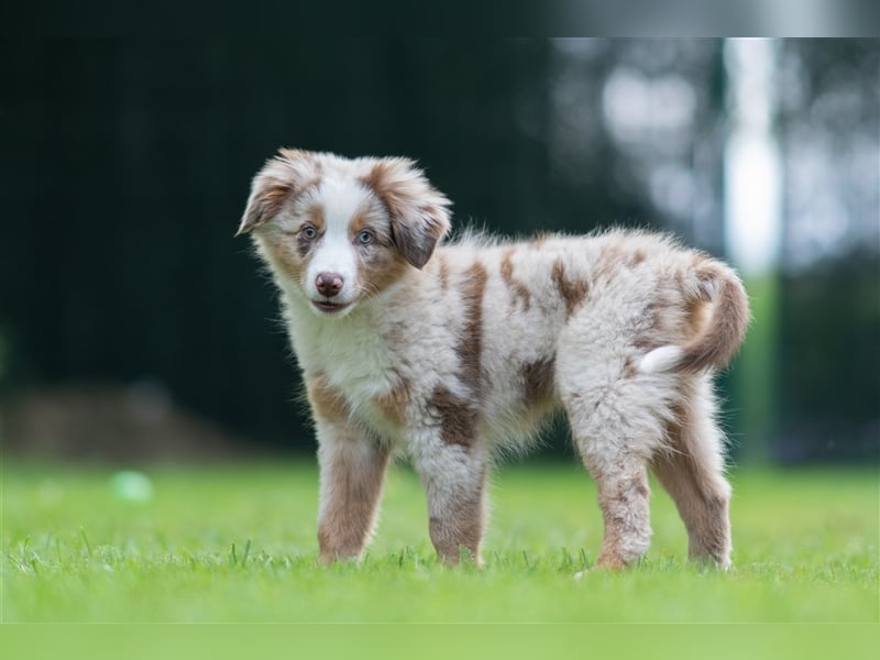 Mini Aussie & Toy Aussie Welpen (Miniature American Shepherd) tolle Familien und Sporthunde