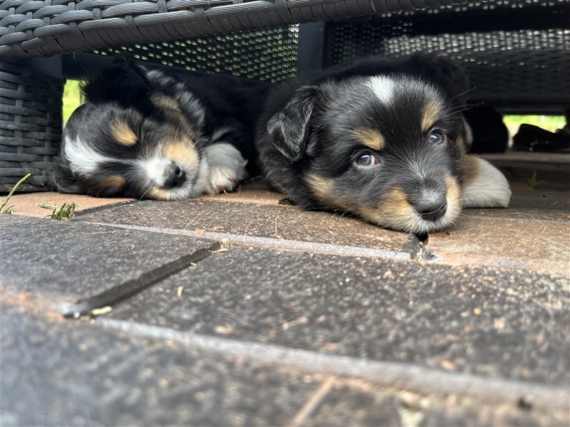 Mini American Shepherd Rüde, Mini Aussie, Welpe