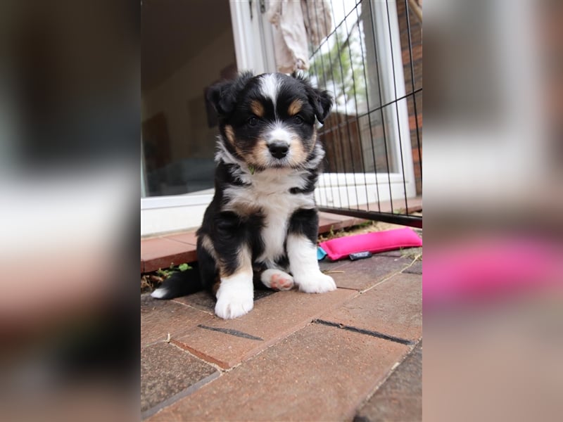 Mini American Shepherd Rüde, Mini Aussie, Welpe