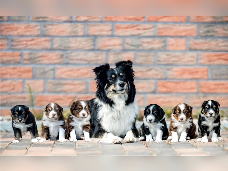 Mini American Shepherd Rüde, Mini Aussie, Welpe