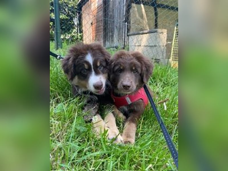 Mini Australian Shepherd Welpen