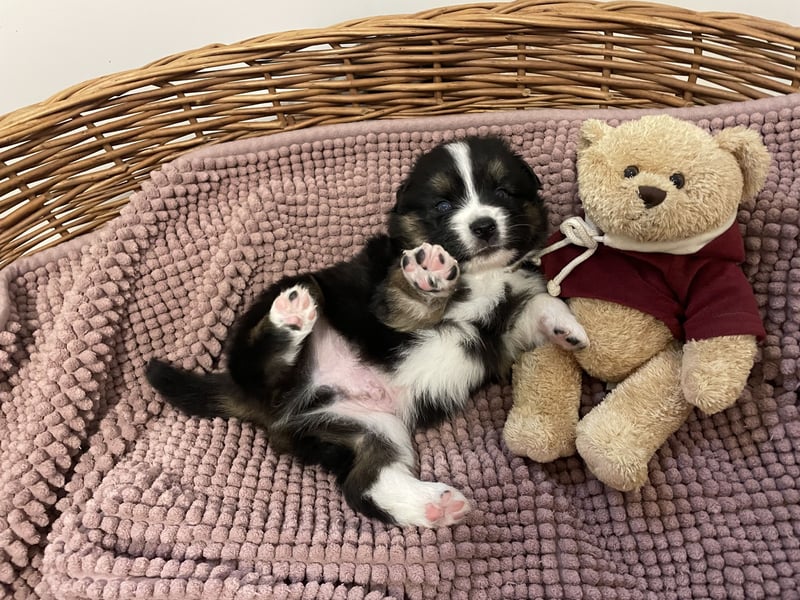 Mini American Shepherds/Mini Aussies Welpen