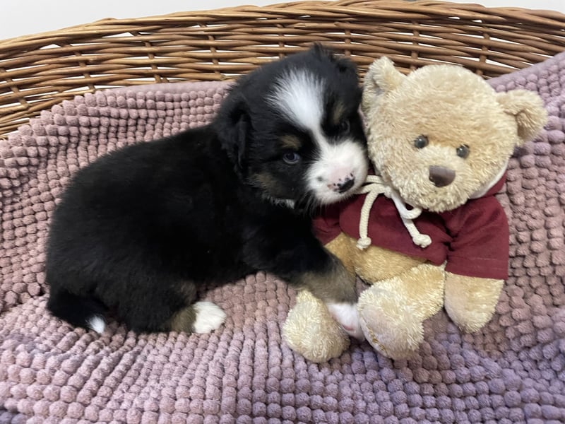 Mini American Shepherds/Mini Aussies Welpen