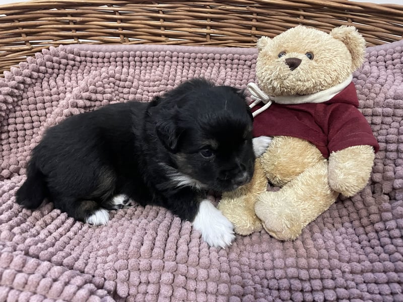 Mini American Shepherds/Mini Aussies Welpen