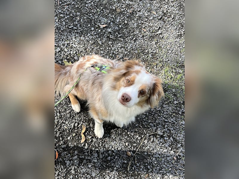 Liebenswerter Familienhund Maex sucht neues Zuhause