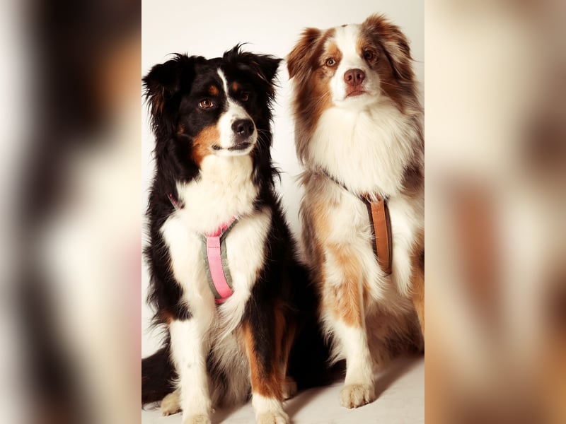 Liebenswerte Familienhunde Maex & Maya suchen ein neues Zuhause