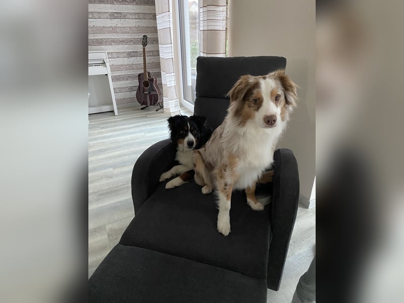 Liebenswerte Familienhunde Maex & Maya suchen ein neues Zuhause