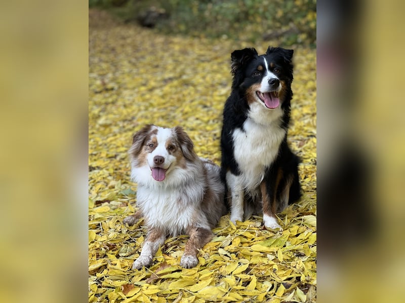 Liebenswerte Familienhunde Maex & Maya suchen ein neues Zuhause