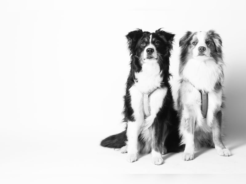 Liebenswerte Familienhunde Maex & Maya suchen ein neues Zuhause