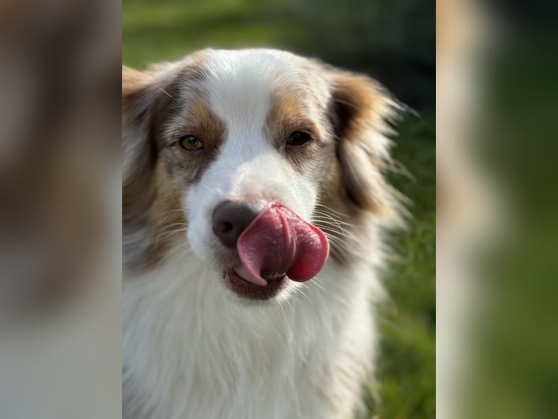 Liebenswerter Familienhund Maex sucht neues Zuhause