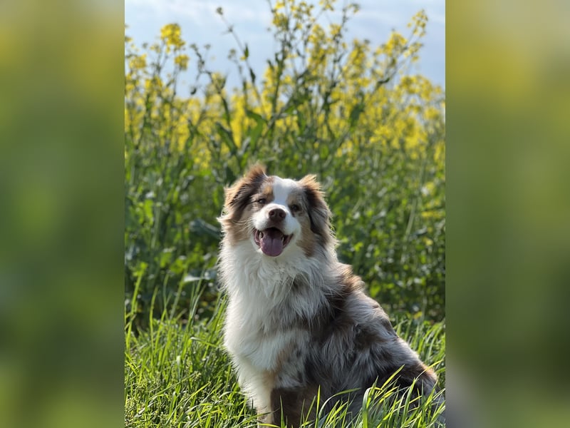 Liebenswerter Familienhund Maex sucht neues Zuhause