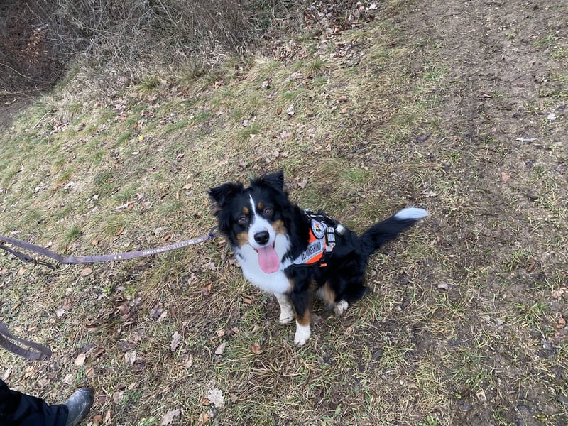 Liebenswerte Familienhunde Maex & Maya suchen ein neues Zuhause