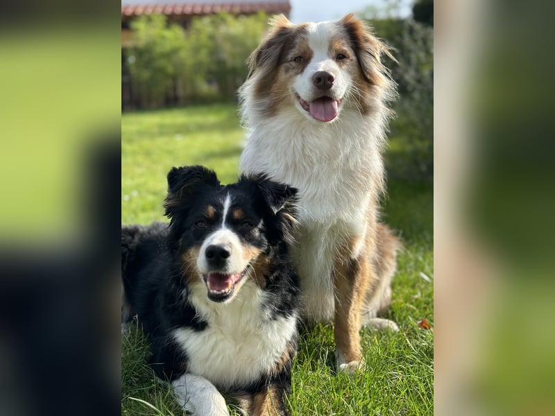 Liebenswerter Familienhund Maex sucht neues Zuhause