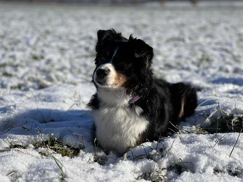 Liebenswerte Familienhunde Maex & Maya suchen ein neues Zuhause