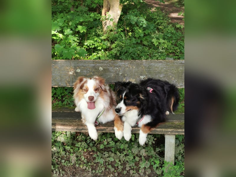 Liebenswerte Familienhunde Maex & Maya suchen ein neues Zuhause