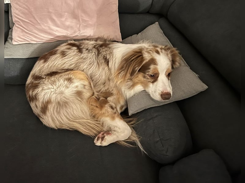 Liebenswerter Familienhund Maex sucht neues Zuhause