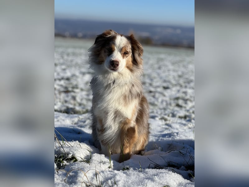 Liebenswerter Familienhund Maex sucht neues Zuhause