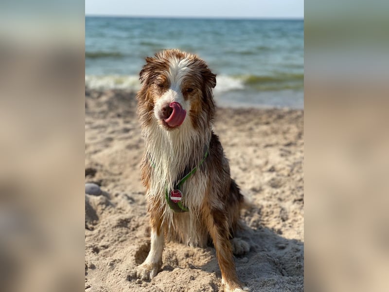 Liebenswerter Familienhund Maex sucht neues Zuhause