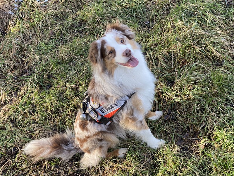 Liebenswerte Familienhunde Maex & Maya suchen ein neues Zuhause
