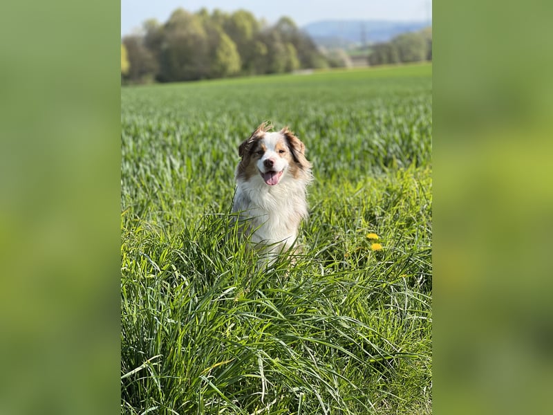 Liebenswerter Familienhund Maex sucht neues Zuhause