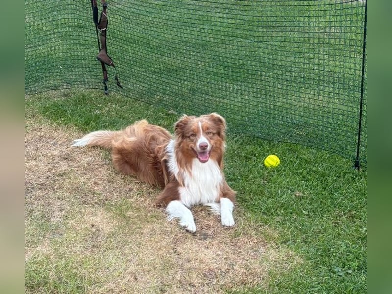 Erstklassiger Deckrüde Mini American Shepherd