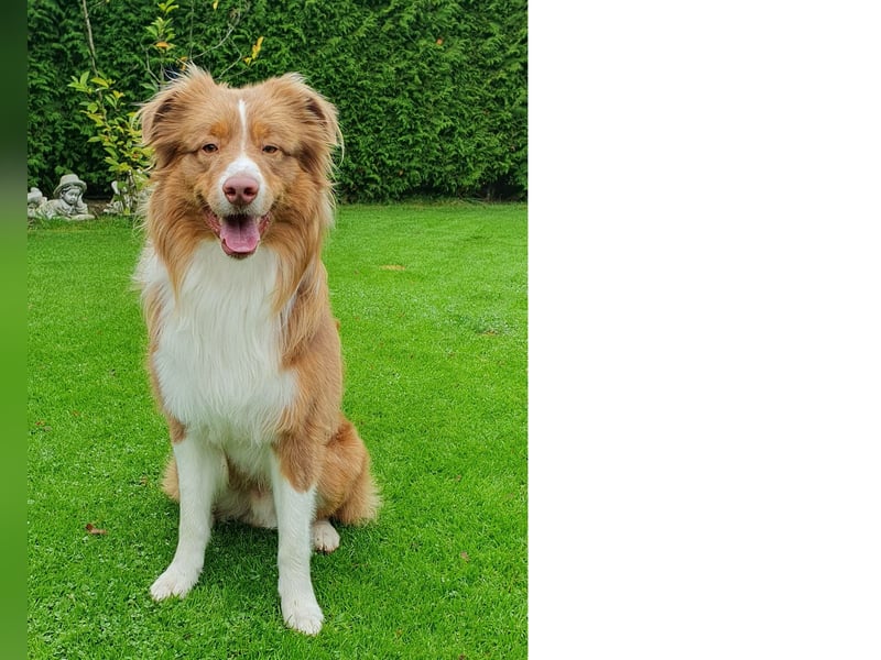 Erstklassiger Deckrüde Mini American Shepherd