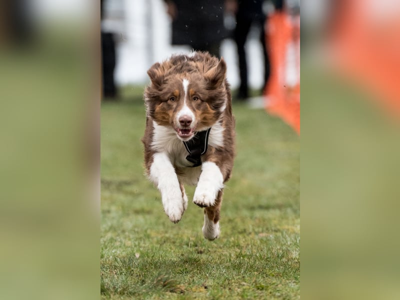 Erstklassiger Deckrüde Mini American Shepherd