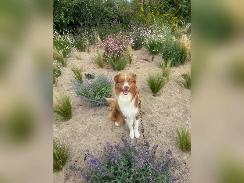 Erstklassiger Deckrüde Mini American Shepherd