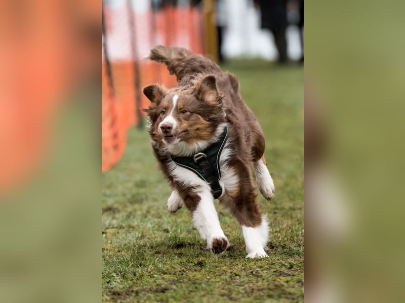 Erstklassiger Deckrüde Mini American Shepherd