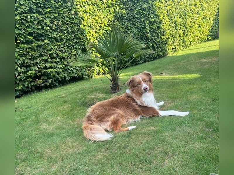 Erstklassiger Deckrüde Mini American Shepherd