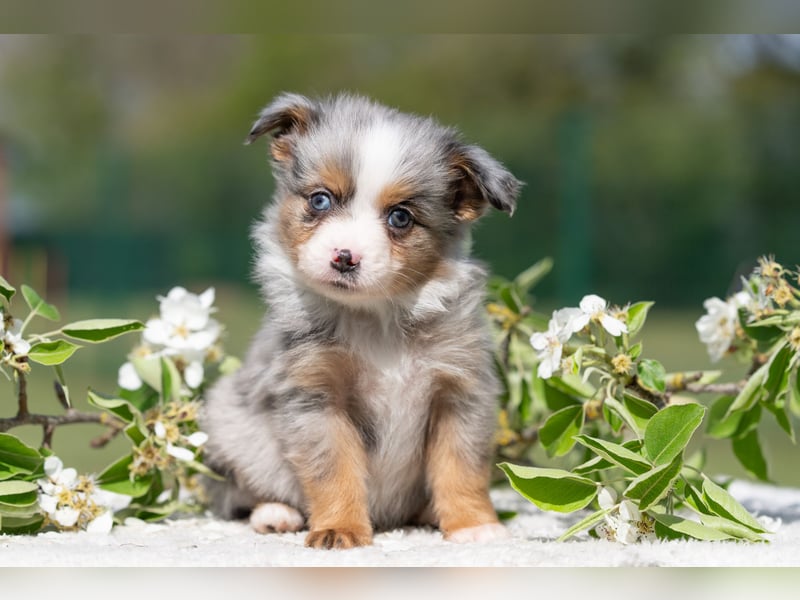 Toy Aussie & Mini Aussie Welpen (Miniature American Shepherd) tolle Familien und Sporthunde