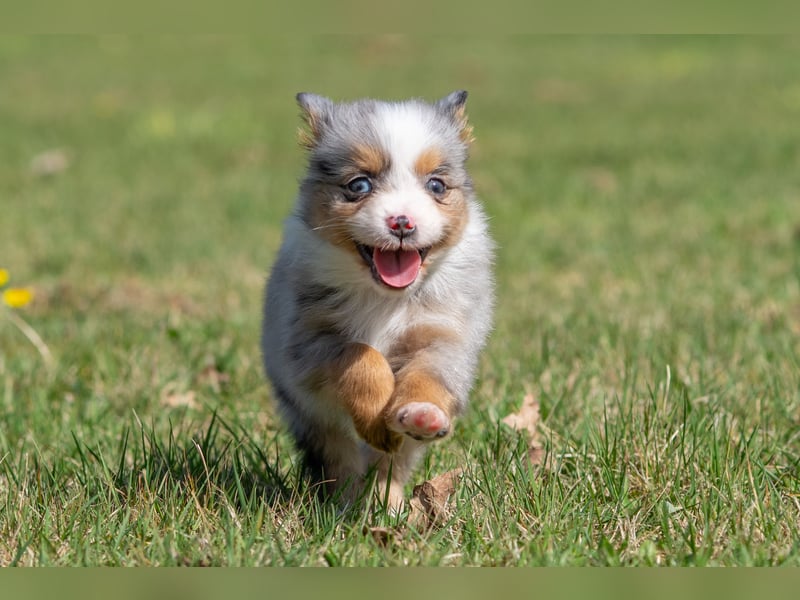 Toy Aussie & Mini Aussie Welpen (Miniature American Shepherd) tolle Familien und Sporthunde