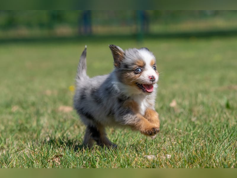 Toy Aussie & Mini Aussie Welpen (Miniature American Shepherd) tolle Familien und Sporthunde