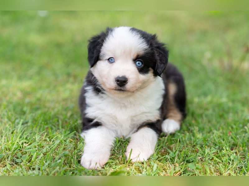 Toy Aussie & Mini Aussie Welpen (Miniature American Shepherd) tolle Familien und Sporthunde