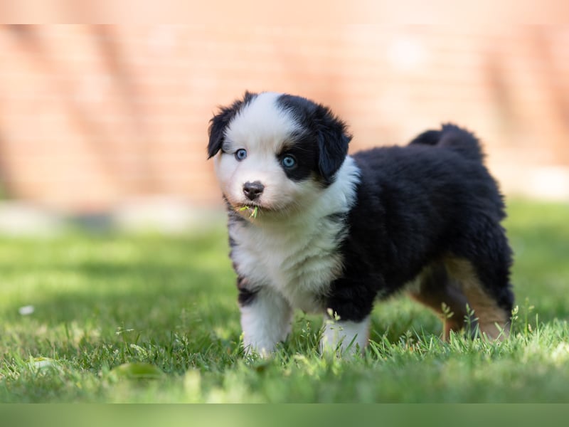 Toy Aussie & Mini Aussie Welpen (Miniature American Shepherd) tolle Familien und Sporthunde