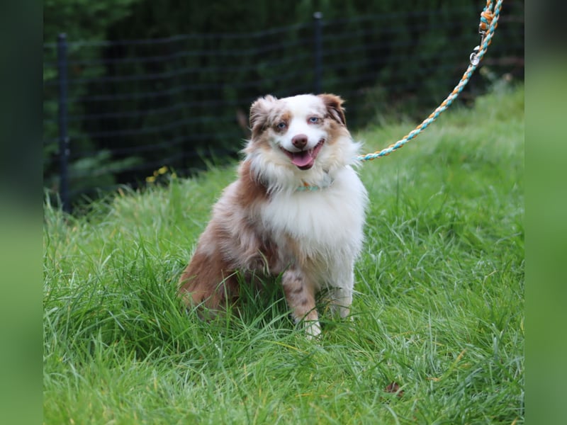 Mini Aussie Deckrüde, 36 cm, red merle, blaue Augen, Toy Australian Shepherd