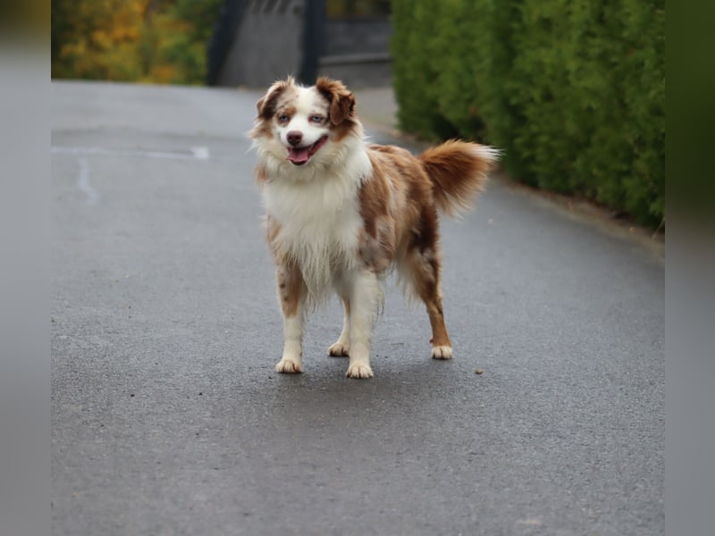 Mini Aussie Deckrüde, 36 cm, red merle, blaue Augen, Toy Australian Shepherd