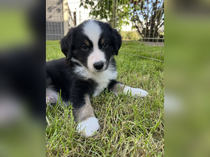 Perfekter Familienhund, Miniature Australian Shepherd Welpe m. Papieren