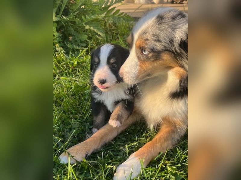 Miniature Australian Shepherd Welpen m. Papieren