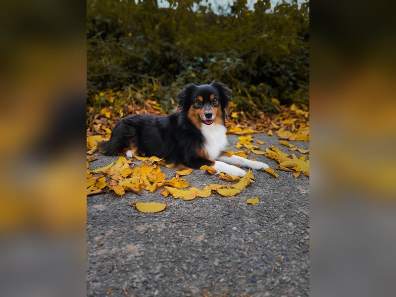 TOY Australian Shepherd Deckrüde