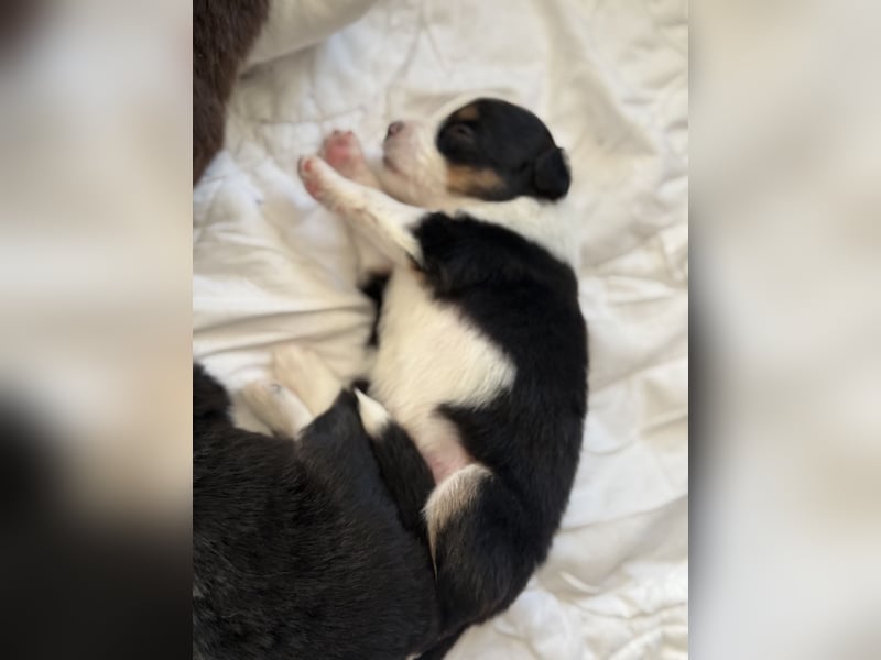 Wunderschöne Mini Australien Shepherd Welpen mit Papiere