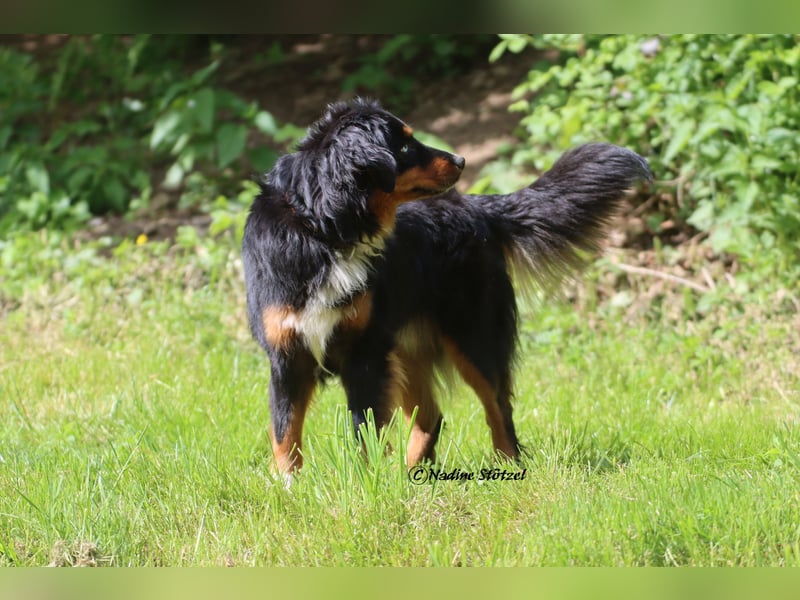 Mini Australian Shepherd Deckrüde in Black tri mit blauen Augen TOP Auswertungen