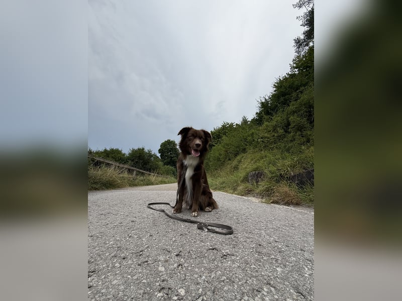 Mini Australian Shepherd
