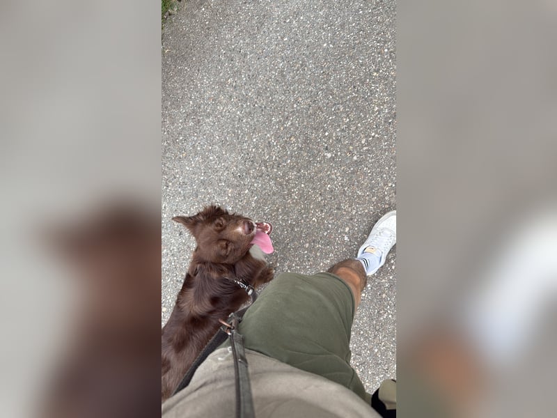 Mini Australian Shepherd