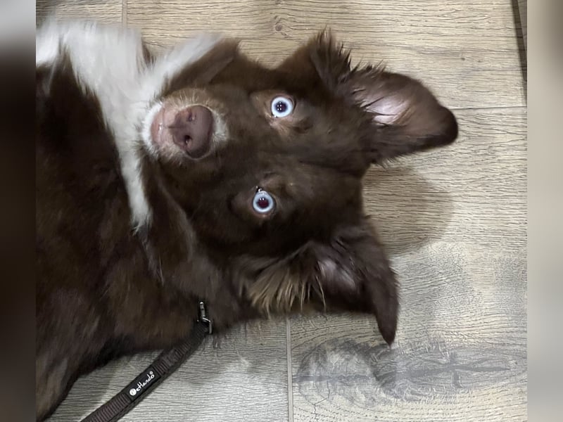 Mini Australian Shepherd